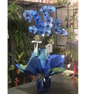 Blue Orchid Çift Dal Mavi Orkide